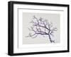 Old Hawthorn, 2000-Rebecca John-Framed Giclee Print