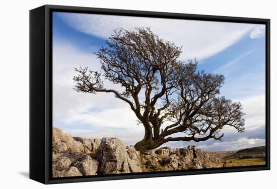 Old Hawthorn Bush on Limestone Pavement Above Malham Cove-null-Framed Stretched Canvas