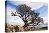 Old Hawthorn Bush on Limestone Pavement Above Malham Cove-null-Stretched Canvas