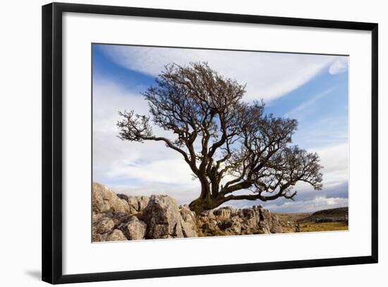 Old Hawthorn Bush on Limestone Pavement Above Malham Cove-null-Framed Photographic Print