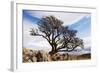 Old Hawthorn Bush on Limestone Pavement Above Malham Cove-null-Framed Photographic Print