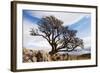 Old Hawthorn Bush on Limestone Pavement Above Malham Cove-null-Framed Photographic Print