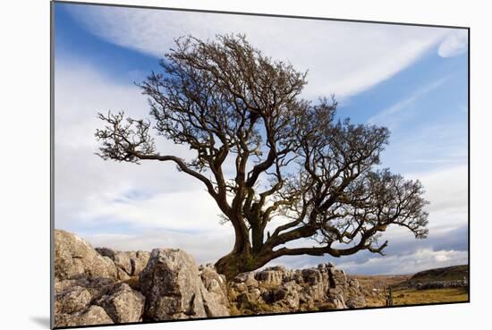 Old Hawthorn Bush on Limestone Pavement Above Malham Cove-null-Mounted Photographic Print