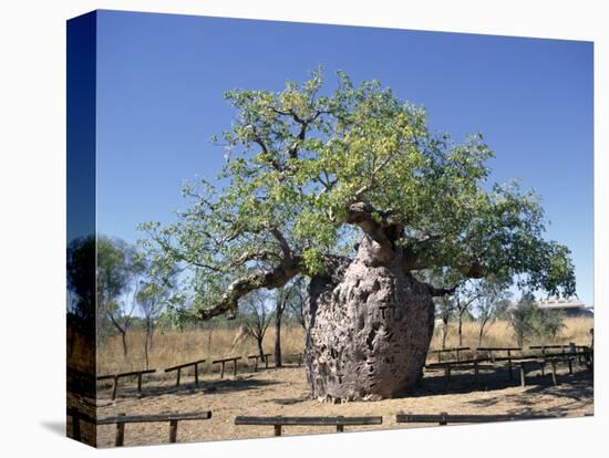 Old Hollow Boab Tree, Outside Derby, Western Australia, Australia-Richard Ashworth-Stretched Canvas