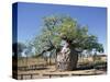 Old Hollow Boab Tree, Outside Derby, Western Australia, Australia-Richard Ashworth-Stretched Canvas