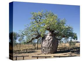 Old Hollow Boab Tree, Outside Derby, Western Australia, Australia-Richard Ashworth-Stretched Canvas