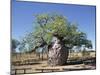 Old Hollow Boab Tree, Outside Derby, Western Australia, Australia-Richard Ashworth-Mounted Photographic Print