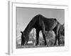 Old Horse-Jack Delano-Framed Giclee Print