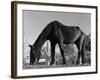 Old Horse-Jack Delano-Framed Giclee Print