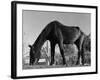 Old Horse-Jack Delano-Framed Giclee Print