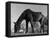 Old Horse-Jack Delano-Framed Stretched Canvas