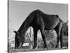 Old Horse-Jack Delano-Stretched Canvas