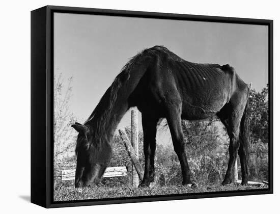 Old Horse-Jack Delano-Framed Stretched Canvas