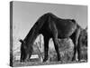 Old Horse-Jack Delano-Stretched Canvas