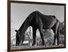 Old Horse-Jack Delano-Framed Giclee Print