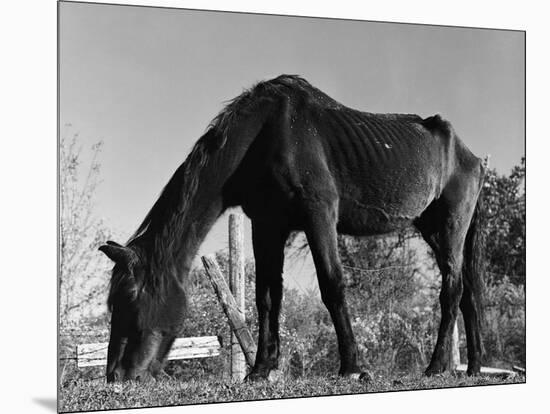 Old Horse-Jack Delano-Mounted Giclee Print