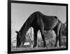 Old Horse-Jack Delano-Framed Giclee Print