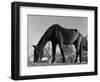 Old Horse-Jack Delano-Framed Giclee Print