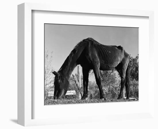 Old Horse-Jack Delano-Framed Giclee Print