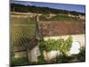 Old House and Vineyards, Bourgogne (Burgundy), France-John Miller-Mounted Photographic Print