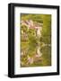 Old Houses of the Village of Noyers Sur Serein Reflecting in the River Serein-Julian Elliott-Framed Photographic Print