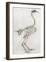 Old Illustration Of A Cock'S Skeleton-marzolino-Framed Art Print