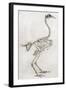 Old Illustration Of A Cock'S Skeleton-marzolino-Framed Art Print