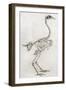 Old Illustration Of A Cock'S Skeleton-marzolino-Framed Art Print