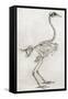 Old Illustration Of A Cock'S Skeleton-marzolino-Framed Stretched Canvas