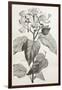 Old Illustration Of Achiote (Bixa Orellana)-marzolino-Framed Art Print