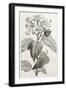 Old Illustration Of Achiote (Bixa Orellana)-marzolino-Framed Art Print