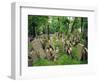 Old Jewish Cemetery, Josefov, Prague, Czech Republic, Europe-Upperhall Ltd-Framed Photographic Print