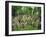 Old Jewish Cemetery, Josefov, Prague, Czech Republic, Europe-Upperhall Ltd-Framed Photographic Print