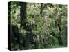 Old Jewish Cemetery, Josefov, Prague, Czech Republic-Upperhall-Stretched Canvas