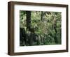 Old Jewish Cemetery, Josefov, Prague, Czech Republic-Upperhall-Framed Photographic Print