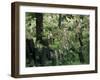 Old Jewish Cemetery, Josefov, Prague, Czech Republic-Upperhall-Framed Photographic Print