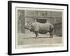 Old Jim, the Rhinoceros at the Zoo-null-Framed Giclee Print