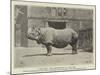 Old Jim, the Rhinoceros at the Zoo-null-Mounted Giclee Print