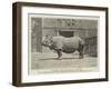 Old Jim, the Rhinoceros at the Zoo-null-Framed Giclee Print