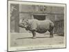 Old Jim, the Rhinoceros at the Zoo-null-Mounted Giclee Print