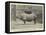 Old Jim, the Rhinoceros at the Zoo-null-Framed Stretched Canvas