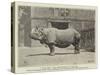Old Jim, the Rhinoceros at the Zoo-null-Stretched Canvas