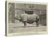 Old Jim, the Rhinoceros at the Zoo-null-Stretched Canvas