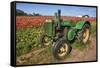 Old John Deere, Wooden Shoe Tulip Farm, Woodburn, Oregon, USA-Rick A^ Brown-Framed Stretched Canvas