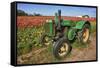 Old John Deere, Wooden Shoe Tulip Farm, Woodburn, Oregon, USA-Rick A^ Brown-Framed Stretched Canvas