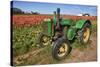 Old John Deere, Wooden Shoe Tulip Farm, Woodburn, Oregon, USA-Rick A^ Brown-Stretched Canvas