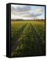 Old Lane Almost Overtaken by Grass in a Field Near Peterchurch, Golden Valey, Herefordshire-David Pickford-Framed Stretched Canvas