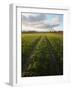 Old Lane Almost Overtaken by Grass in a Field Near Peterchurch, Golden Valey, Herefordshire-David Pickford-Framed Photographic Print