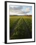 Old Lane Almost Overtaken by Grass in a Field Near Peterchurch, Golden Valey, Herefordshire-David Pickford-Framed Photographic Print