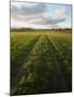 Old Lane Almost Overtaken by Grass in a Field Near Peterchurch, Golden Valey, Herefordshire-David Pickford-Mounted Photographic Print